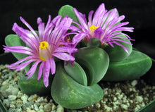 Load image into Gallery viewer, Gibbaeum dispar