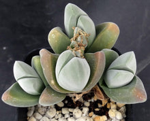 Load image into Gallery viewer, Gibbaeum dispar
