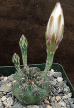 Load image into Gallery viewer, Gymnocalycium amerhauseri