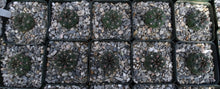 Load image into Gallery viewer, Gymnocalycium amerhauseri