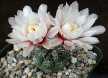 Load image into Gallery viewer, Gymnocalycium amerhauseri