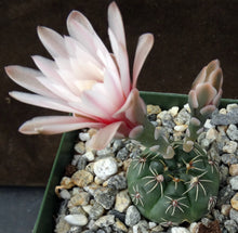 Load image into Gallery viewer, Gymnocalycium amerhauseri