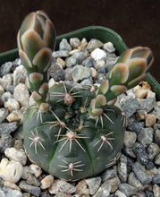 Load image into Gallery viewer, Gymnocalycium amerhauseri