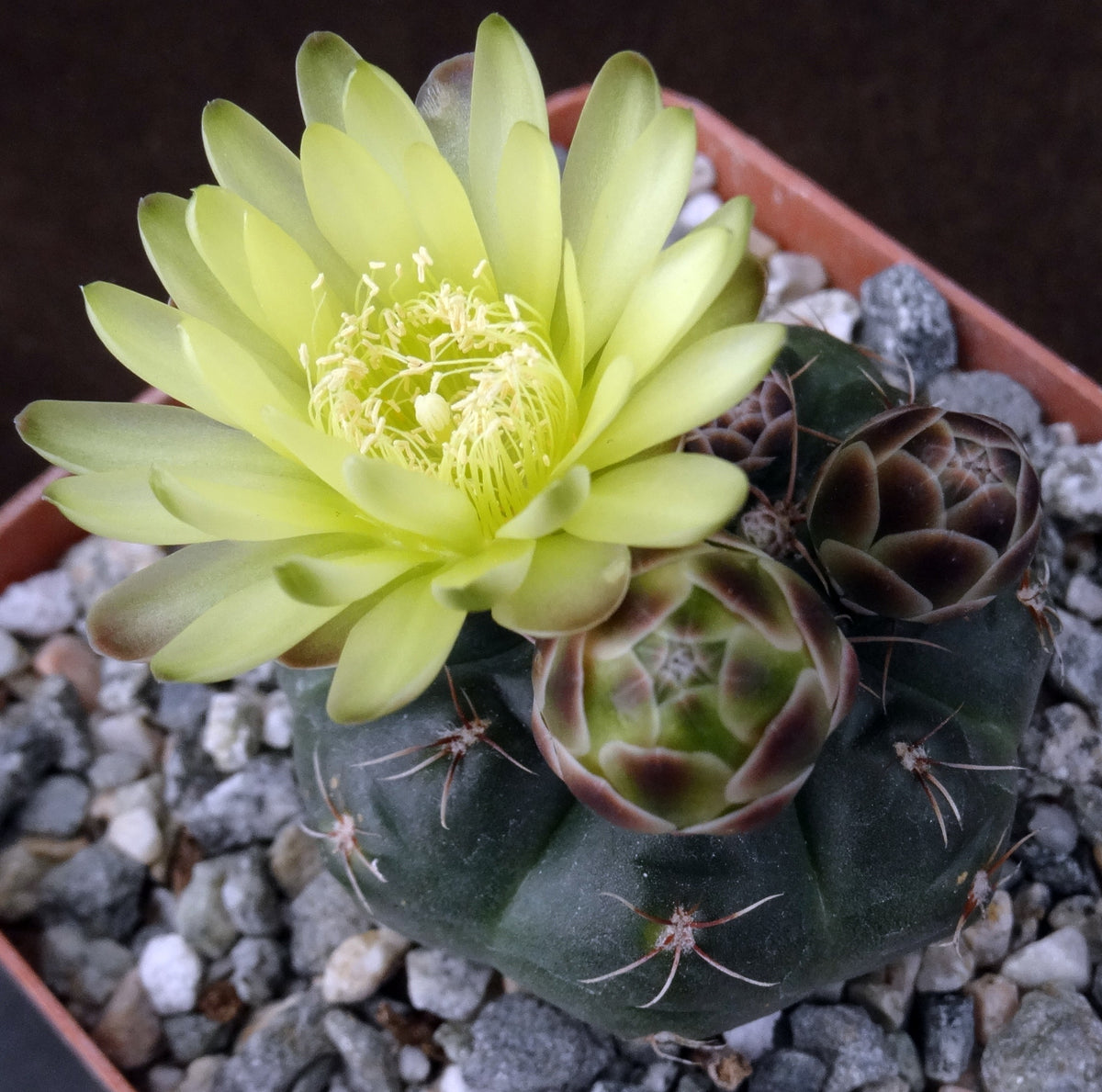 Gymnocalycium andreae