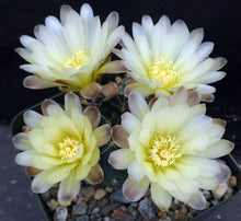Load image into Gallery viewer, Gymnocalycium andreae