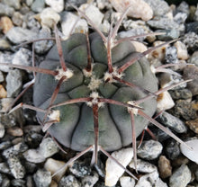 Load image into Gallery viewer, Gymnocalycium spegazzinii v. armatum