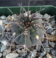 Load image into Gallery viewer, Gymnocalycium spegazzinii v. armatum
