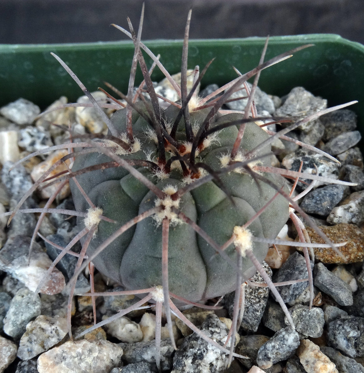 gymnocalycium spegazzinii var. horizonthalonius Gymnocalycium spegazzinii v. armatum – Kyle's Plants