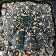 Load image into Gallery viewer, Gymnocalycium baldianum