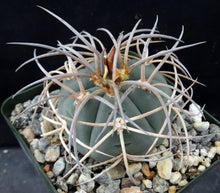 Load image into Gallery viewer, Gymnocalycium cardenasianum