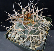 Load image into Gallery viewer, Gymnocalycium cardenasianum