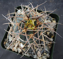 Load image into Gallery viewer, Gymnocalycium cardenasianum