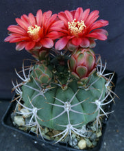 Load image into Gallery viewer, Gymnocalycium carminanthum