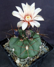 Load image into Gallery viewer, Gymnocalycium chiquitanum Black Spine form