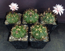 Load image into Gallery viewer, Gymnocalycium chiquitanum