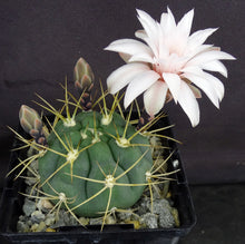 Load image into Gallery viewer, Gymnocalycium chiquitanum