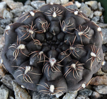 Load image into Gallery viewer, Gymnocalycium robustum *Purple black cactus w/ great spines*