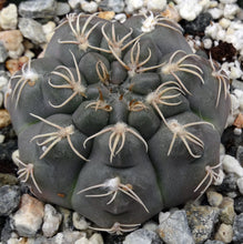 Load image into Gallery viewer, Gymnocalycium robustum *Purple black cactus w/ great spines*