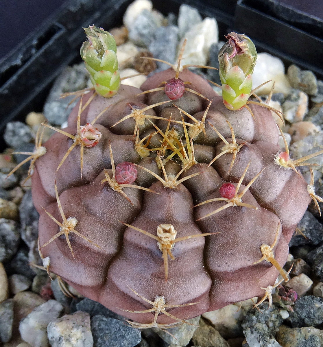 Gymnocalycium damsii v. tucavocense – Kyle's Plants