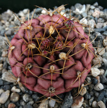 Load image into Gallery viewer, Gymnocalycium damsii v. tucavocense