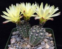 Load image into Gallery viewer, Gymnocalycium doppianum