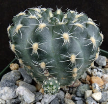 Load image into Gallery viewer, Gymnocalycium doppianum