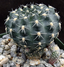 Load image into Gallery viewer, Gymnocalycium doppianum