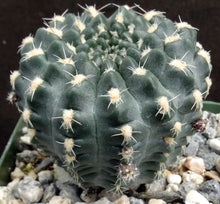 Load image into Gallery viewer, Gymnocalycium doppianum