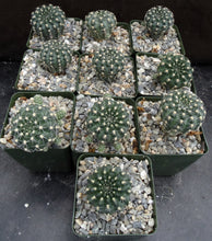 Load image into Gallery viewer, Gymnocalycium doppianum