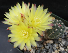 Load image into Gallery viewer, Gymnocalycium doppianum