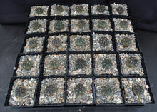 Load image into Gallery viewer, Gymnocalycium dubinorum