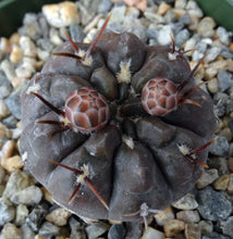 Load image into Gallery viewer, Gymnocalycium dubinorum