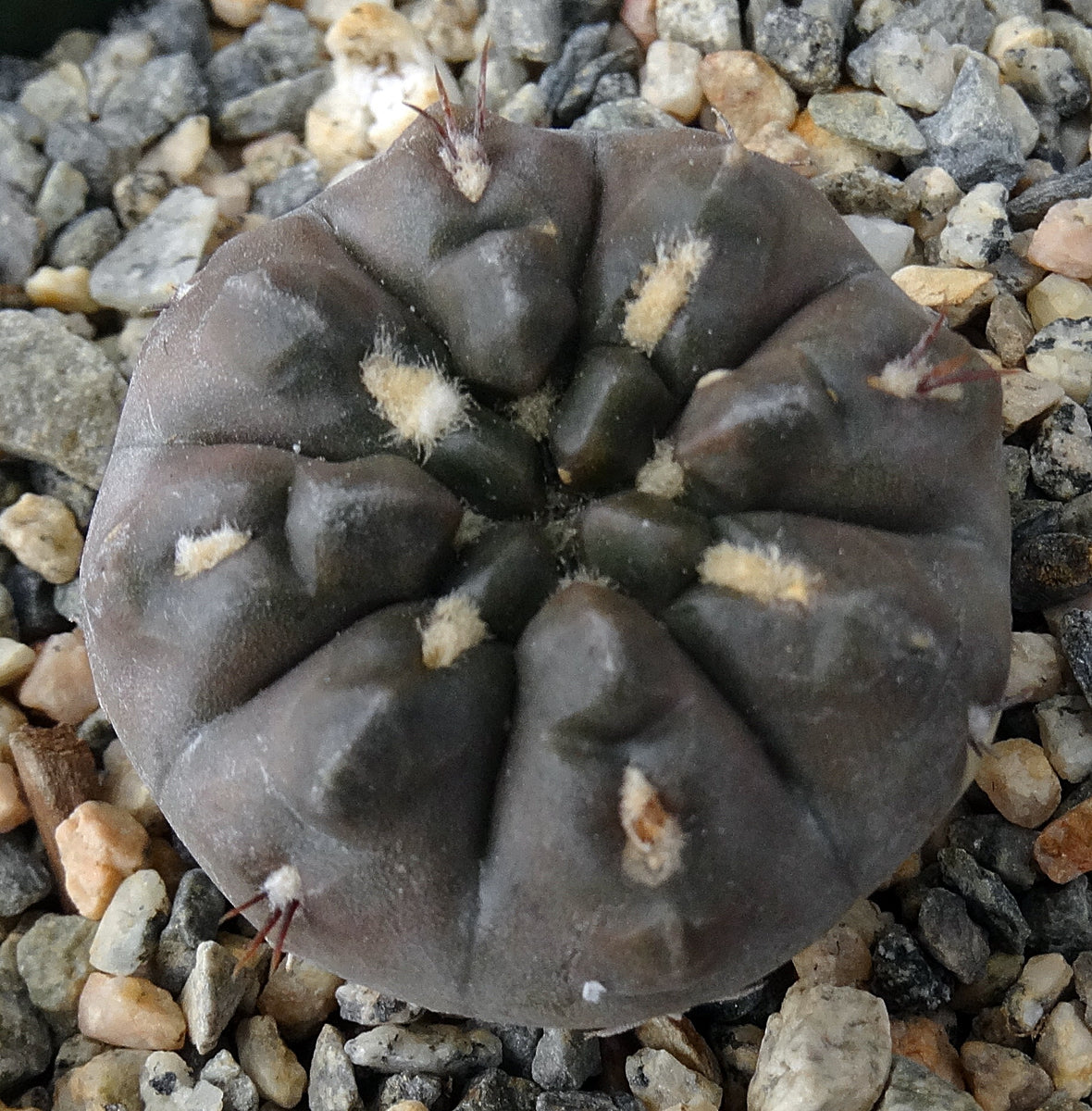 Gymnocalycium dubniorum – Kyle's Plants
