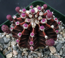 Load image into Gallery viewer, Gymnocalycium friedrichii *Red-purple cactus w/ stripes*