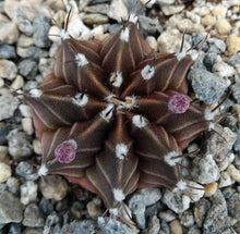 Load image into Gallery viewer, Gymnocalycium friedrichii *Red-purple cactus w/ stripes*