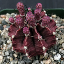 Load image into Gallery viewer, Gymnocalycium friedrichii *Red-purple cactus w/ stripes*