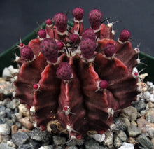 Load image into Gallery viewer, Gymnocalycium friedrichii *Red-purple cactus w/ stripes*