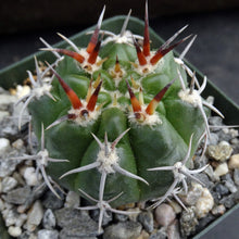 Load image into Gallery viewer, Gymnocalycium horridispinum