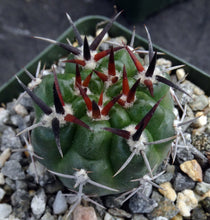 Load image into Gallery viewer, Gymnocalycium horridispinum