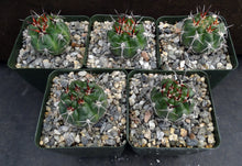 Load image into Gallery viewer, Gymnocalycium horridispinum