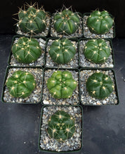 Load image into Gallery viewer, Gymnocalycium horstii 6-rib form