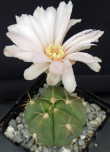 Load image into Gallery viewer, Gymnocalycium horstii