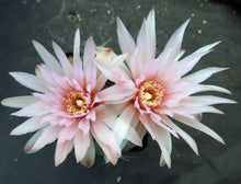 Load image into Gallery viewer, Gymnocalycium horstii 6-rib form