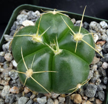 Load image into Gallery viewer, Gymnocalycium horstii