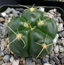 Load image into Gallery viewer, Gymnocalycium horstii