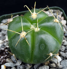 Load image into Gallery viewer, Gymnocalycium horstii