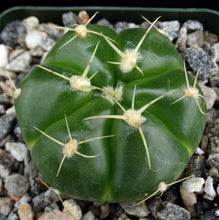 Load image into Gallery viewer, Gymnocalycium horstii 6-rib form