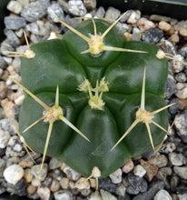 Load image into Gallery viewer, Gymnocalycium horstii 6-rib form