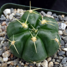 Load image into Gallery viewer, Gymnocalycium horstii 6-rib form