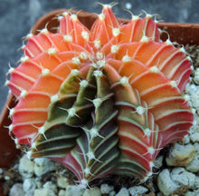 Load image into Gallery viewer, Gymnocalycium friedrichii Agua Dulce LB2178 Variegated (C)